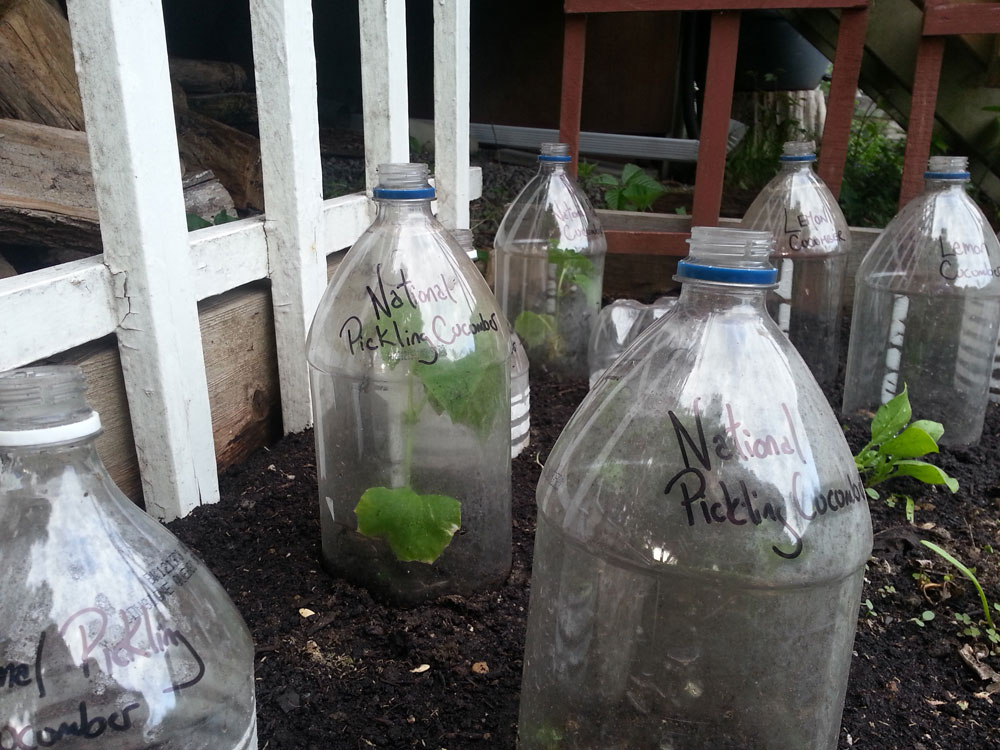 5 ideias de títulos