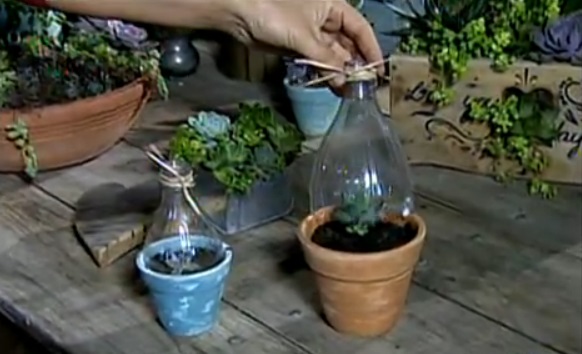 como fazer uma mini estufa para mudas com garrafa pet