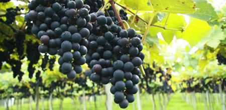 Diferenças entre vinagre de uva e de vinho