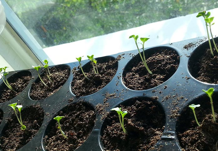 como germinar sementes em casa