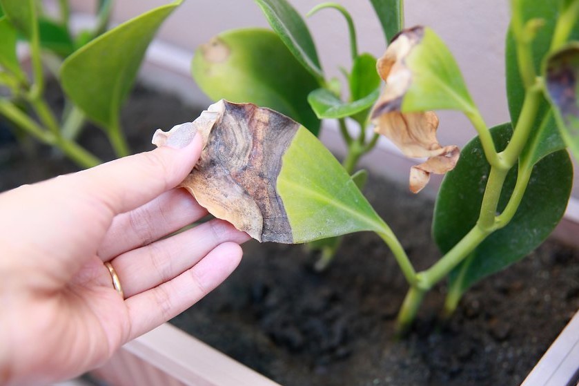 Frequência ideal de rega por tipo de planta