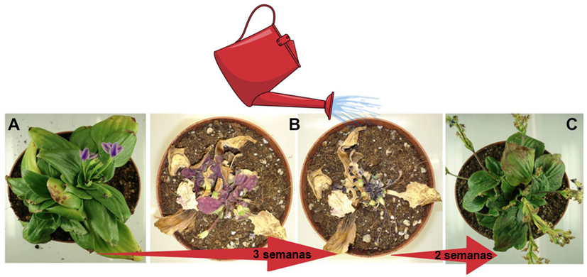 como identificar a falta de água nas plantas