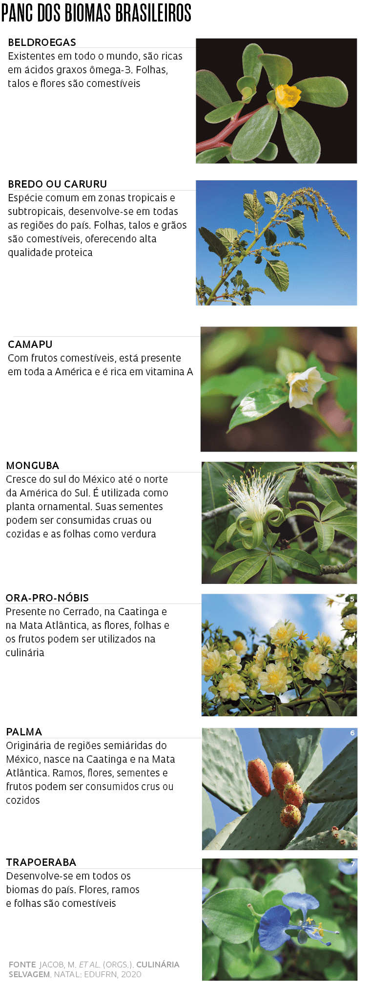 5 PANCs Fáceis de Cultivar em Casa
