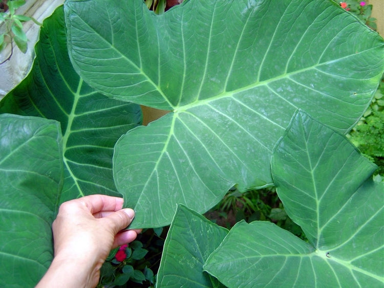 Receitas Deliciosas com Ora-pro-nóbis