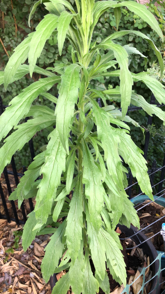 Benefícios Nutricionais Surpreendentes das PANCs