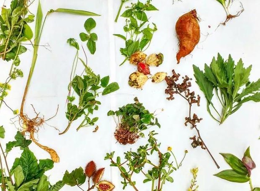 Guia Completo de Identificação de PANCs