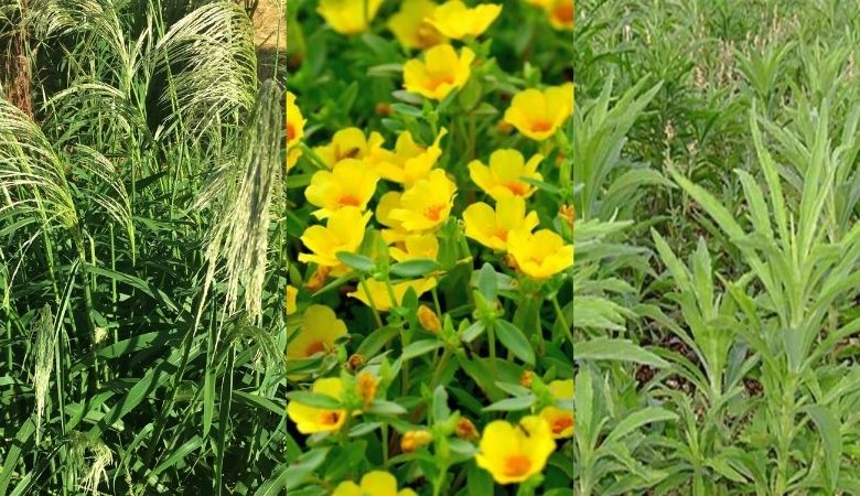 Os 5 melhores aplicativos para identificar plantas gratuitamente