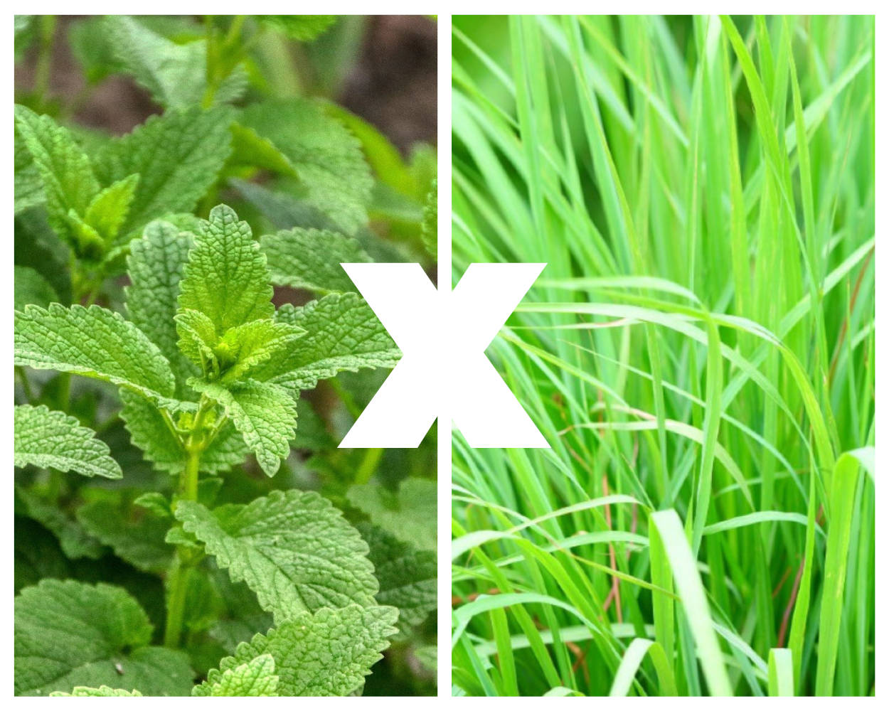 Segurança alimentar: como evitar intoxicação por plantas desconhecidas