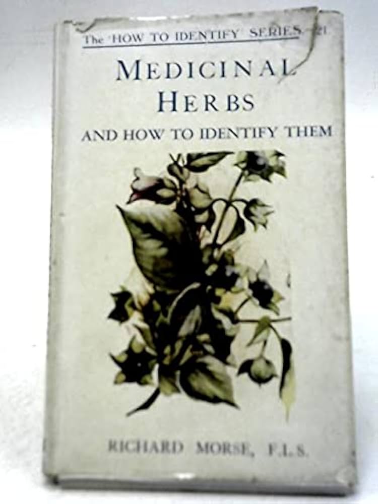 Guia prático de botânica: entendendo a morfologia das folhas