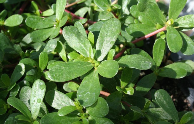 como identificar ervas