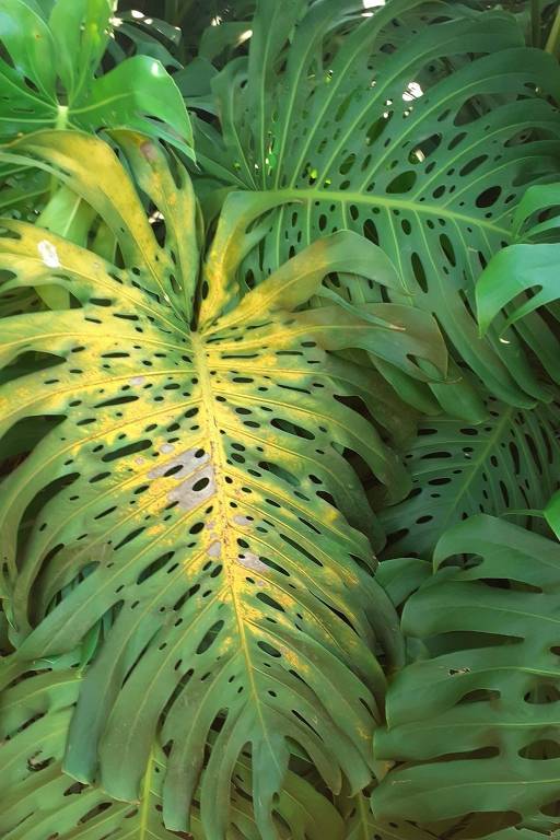 como identificar o excesso de sol nas plantas