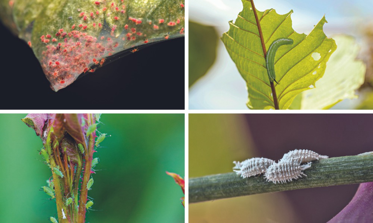 como identificar pragas em plantas de interior