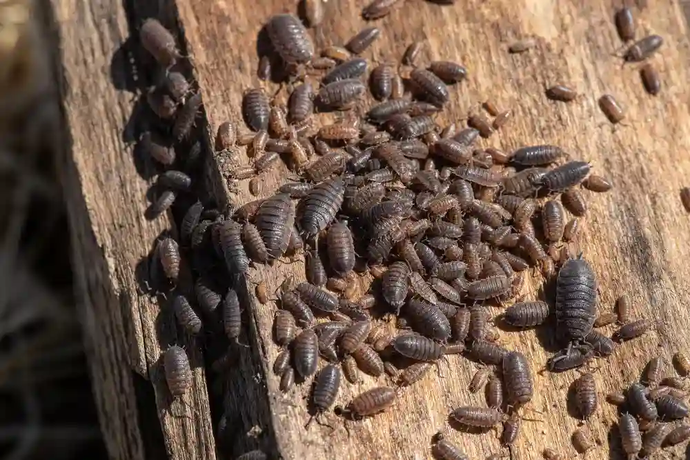 como lidar com tatuzinhos de jardim