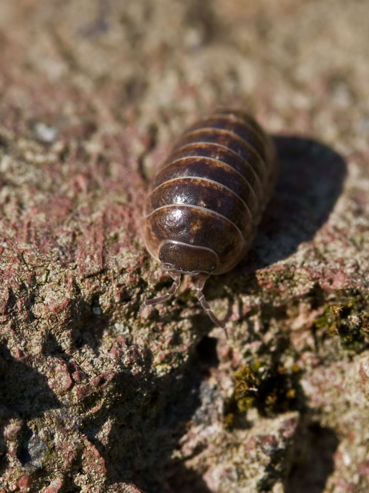 5 Métodos Naturais para Controlar Tatuzinhos no Jardim