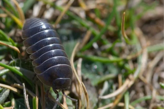 Tatuzinhos: Aliados ou Inimigos do Seu Jardim?