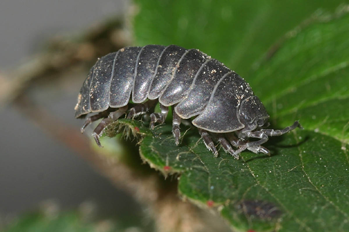 5 Métodos Naturais para Controlar Tatuzinhos no Jardim