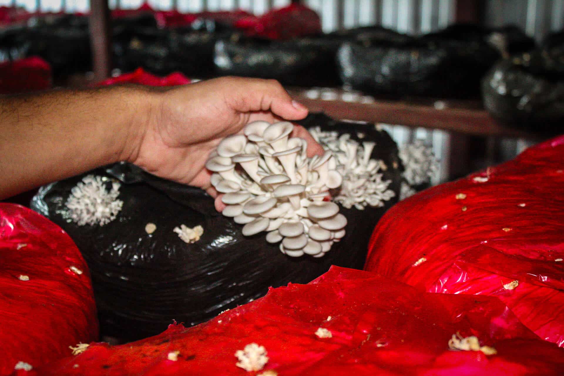 Tipos de Cogumelos e Como Limpar Cada Um