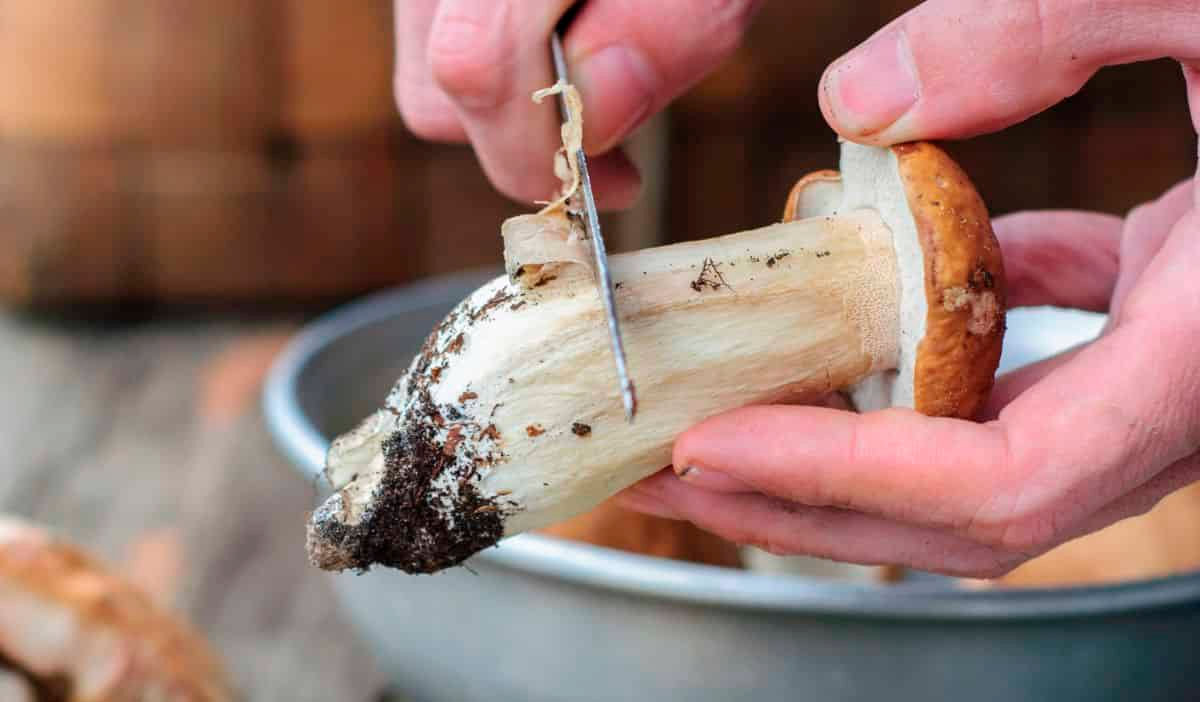 A Importância da Secagem Correta dos Cogumelos