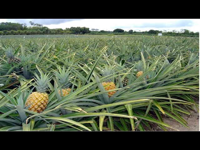 a planta do abacaxi