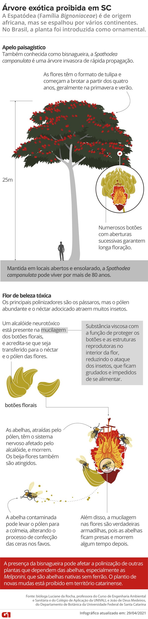 Como Insetos Auxiliam na Fertilidade do Solo