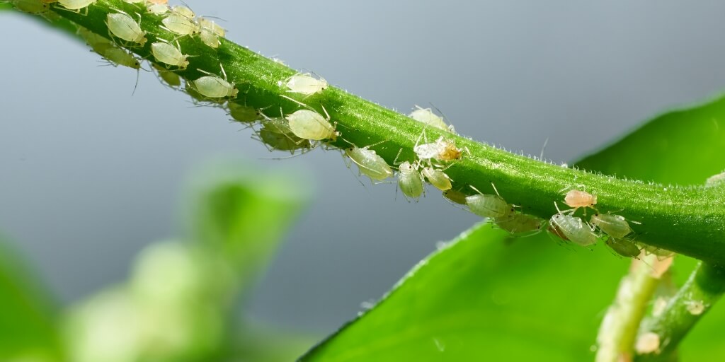 Entenda Como Pulgões e Cochonilhas Afetam as Árvores