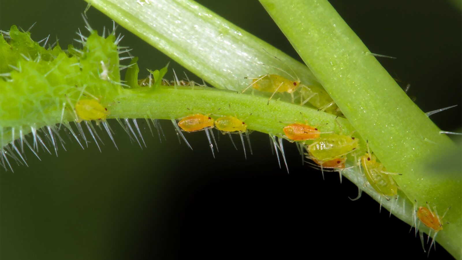 A Importância das Formigas na Regeneração de Florestas