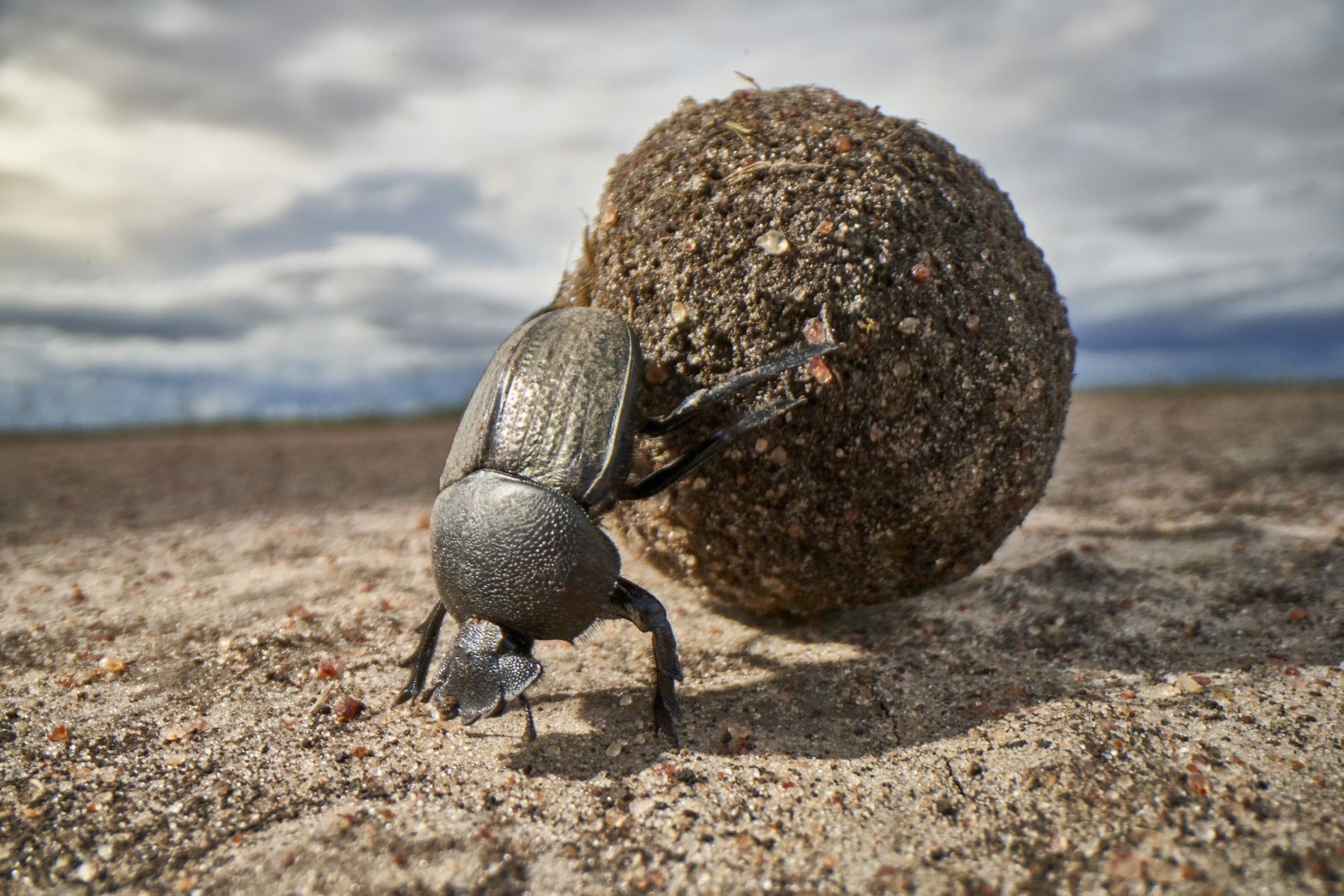 Impacto da Transmissão de Doenças por Insetos em Árvores