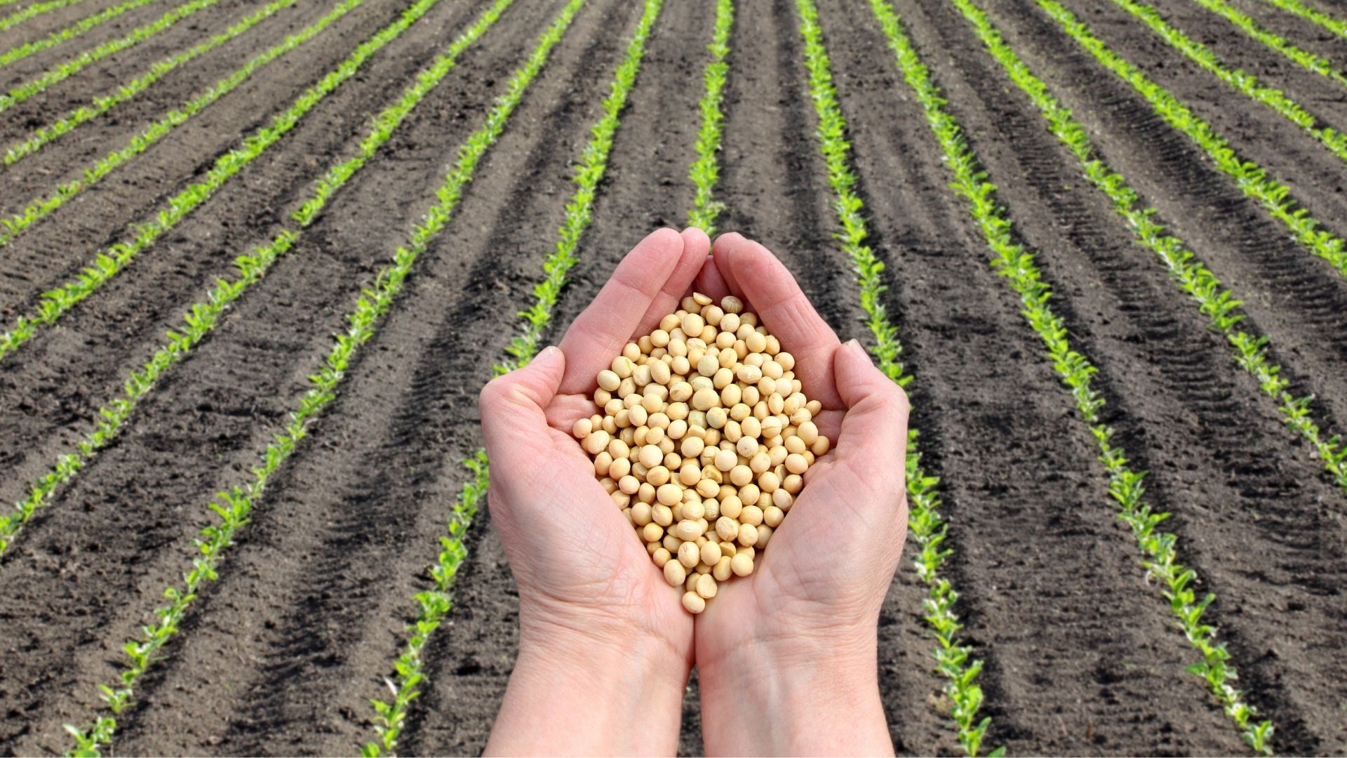 5 Dicas para Análise de Solo Antes do Plantio