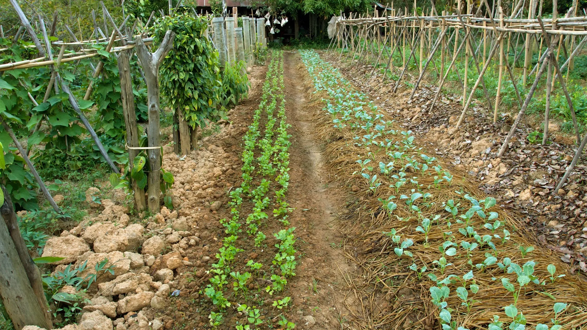 Guia Completo de Consorciação de Culturas na Horta