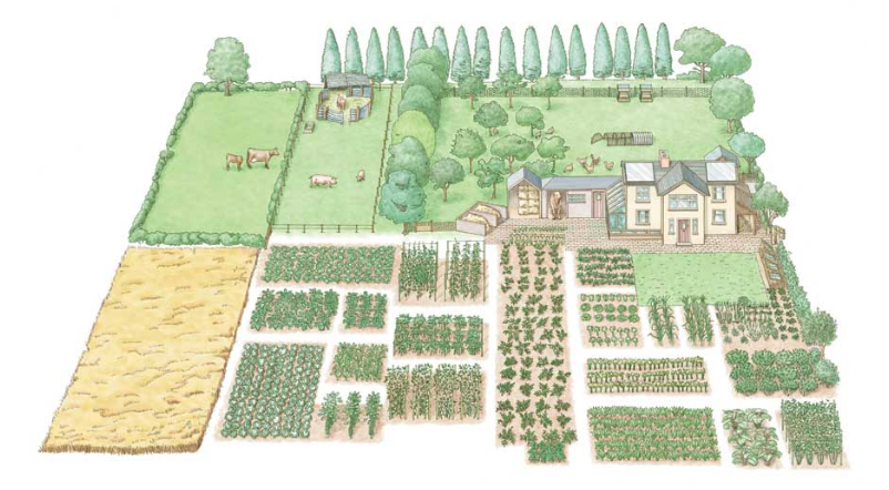 5 Tipos de Canteiros para sua Horta: Prós e Contras