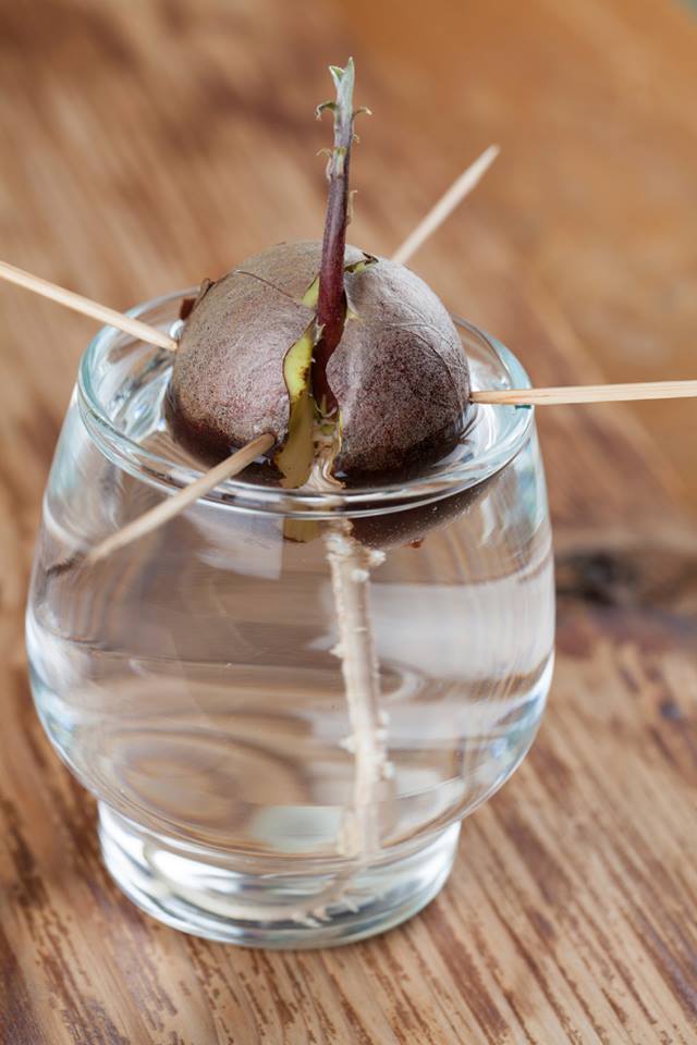 como plantar abacate no copo com água