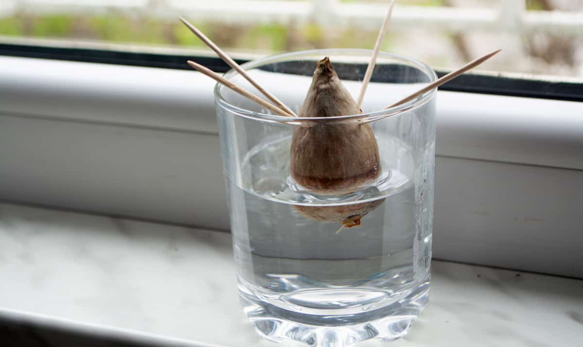 Quando e como transplantar sua muda de abacate