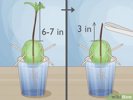 Como cuidar da muda de abacate após o transplante