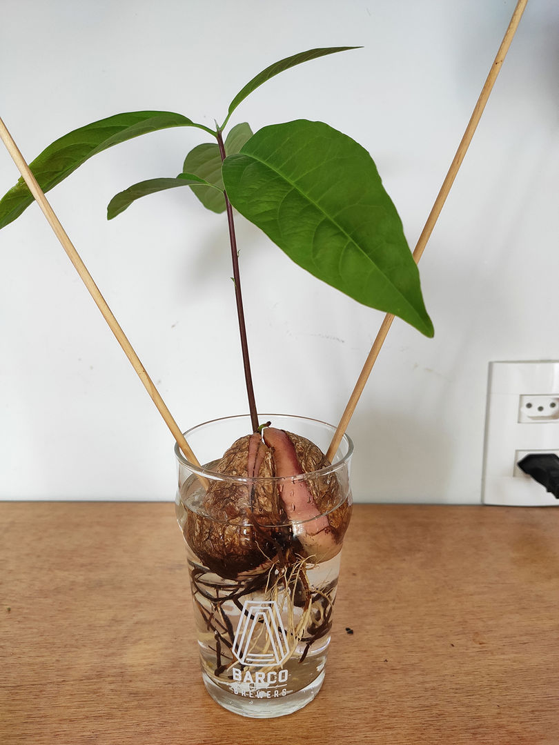 Benefícios de plantar abacate em casa