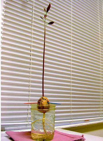 como plantar abacate no copo com água