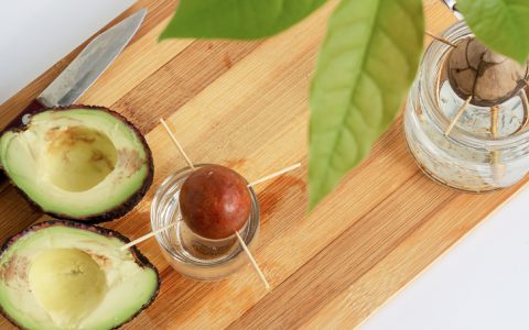 5 Dicas para acelerar a germinação do caroço de abacate