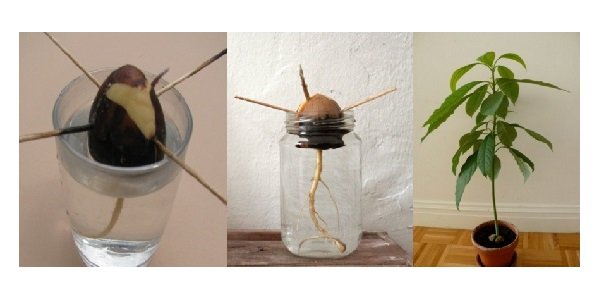 Quando e como transplantar sua muda de abacate