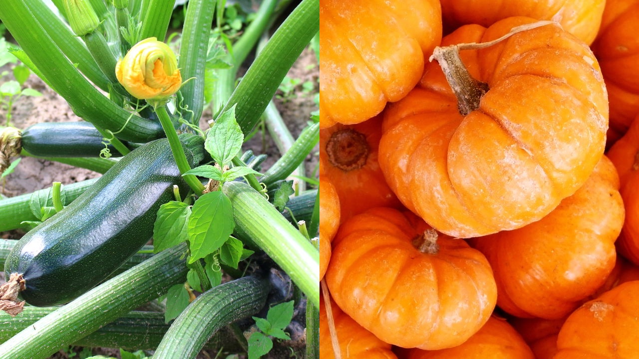 Guia Completo de Polinização Manual de Abóboras