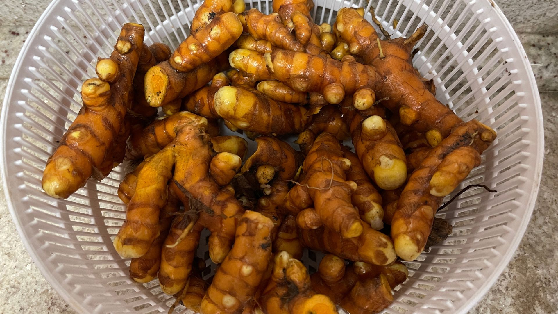 como plantar açafrão da terra (cúrcuma)