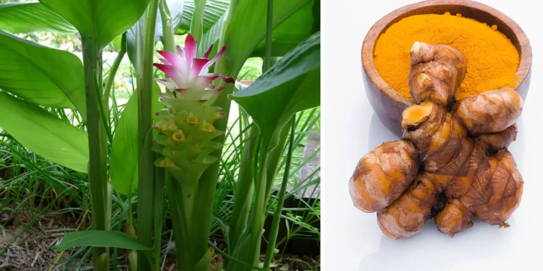 Pragas Comuns no Cultivo de Cúrcuma