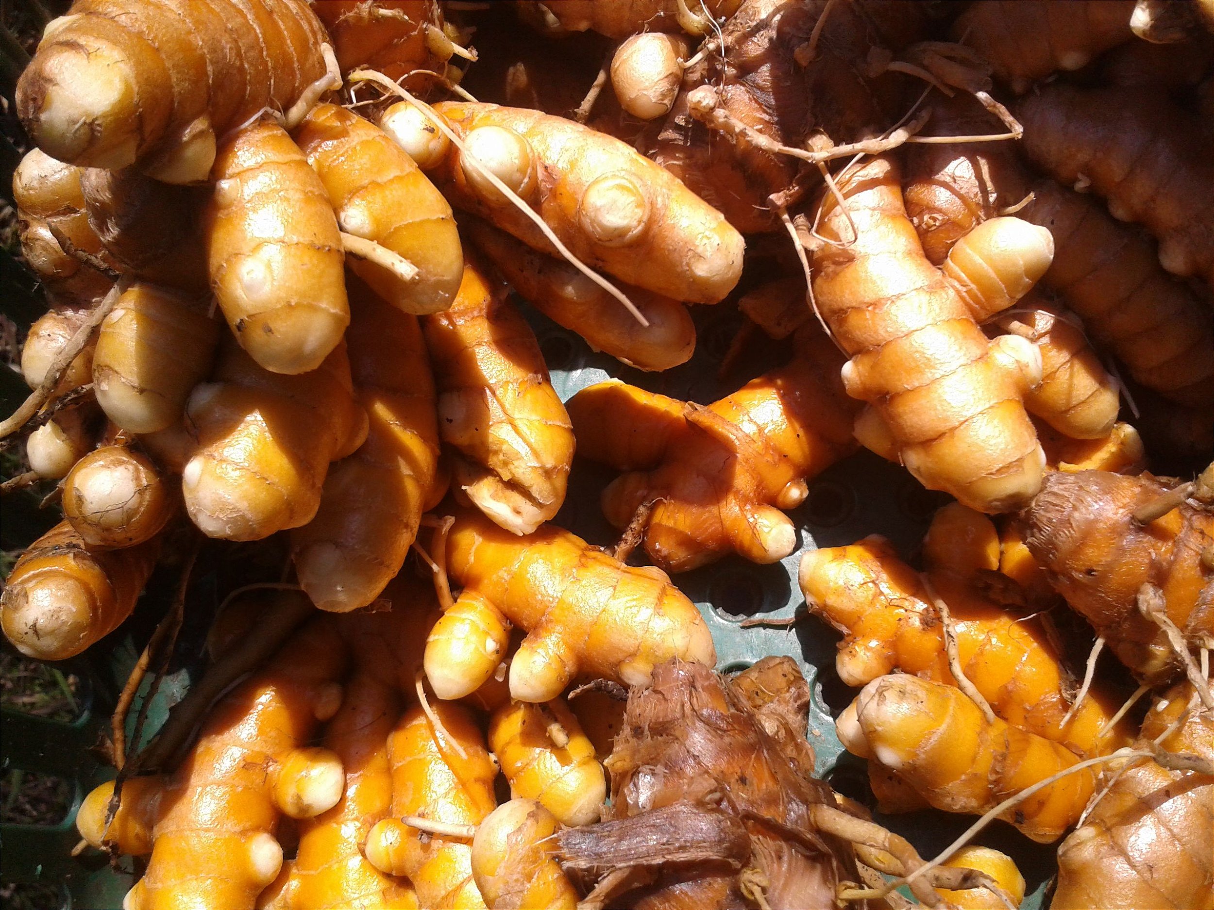 Como Secar e Armazenar Rizomas de Açafrão