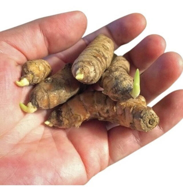 Benefícios da Cúrcuma para a Saúde