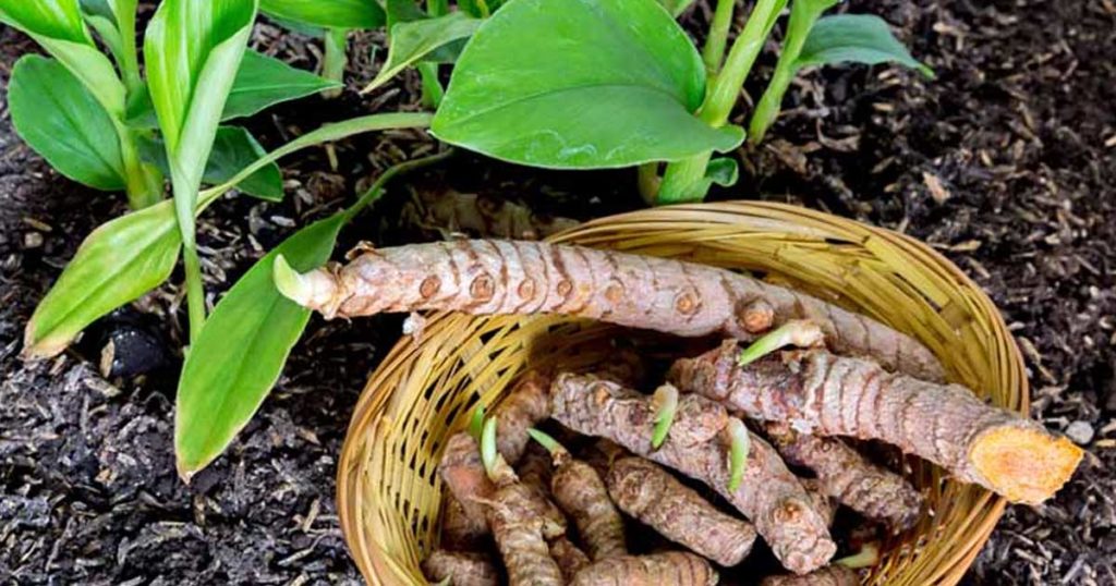 Benefícios da Cúrcuma para a Saúde