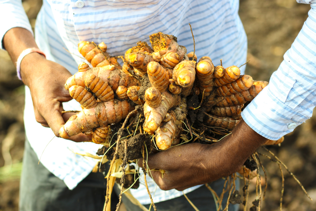 Pragas comuns no cultivo de cúrcuma e como combatê-las