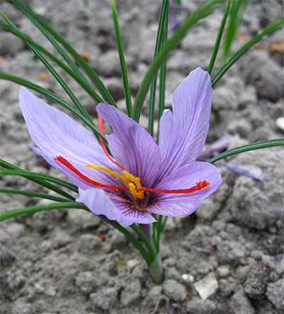 como plantar açafrão da terra