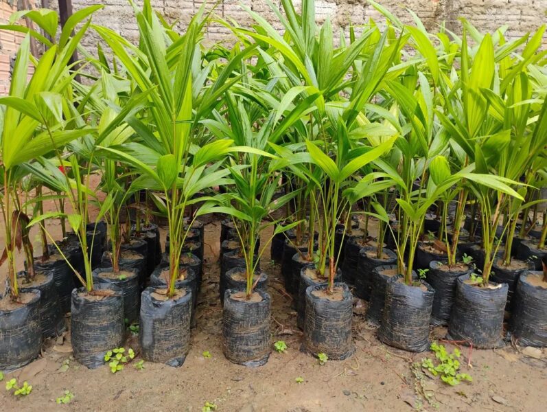 Guia Completo: Escolhendo o Vaso Ideal para Seu Açaí