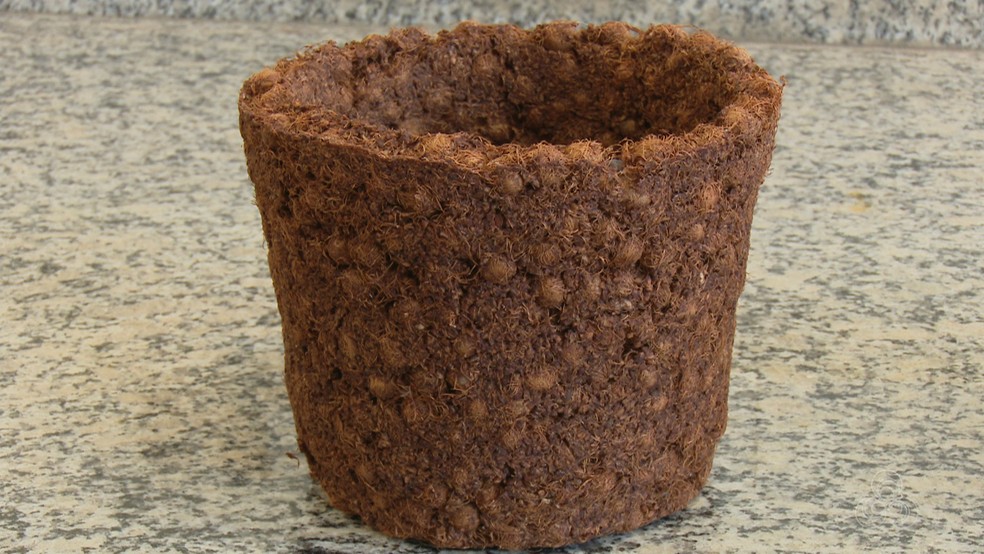 Açaí em Casa: Como Fazer Suas Próprias Mudas e Sementes Germinarem