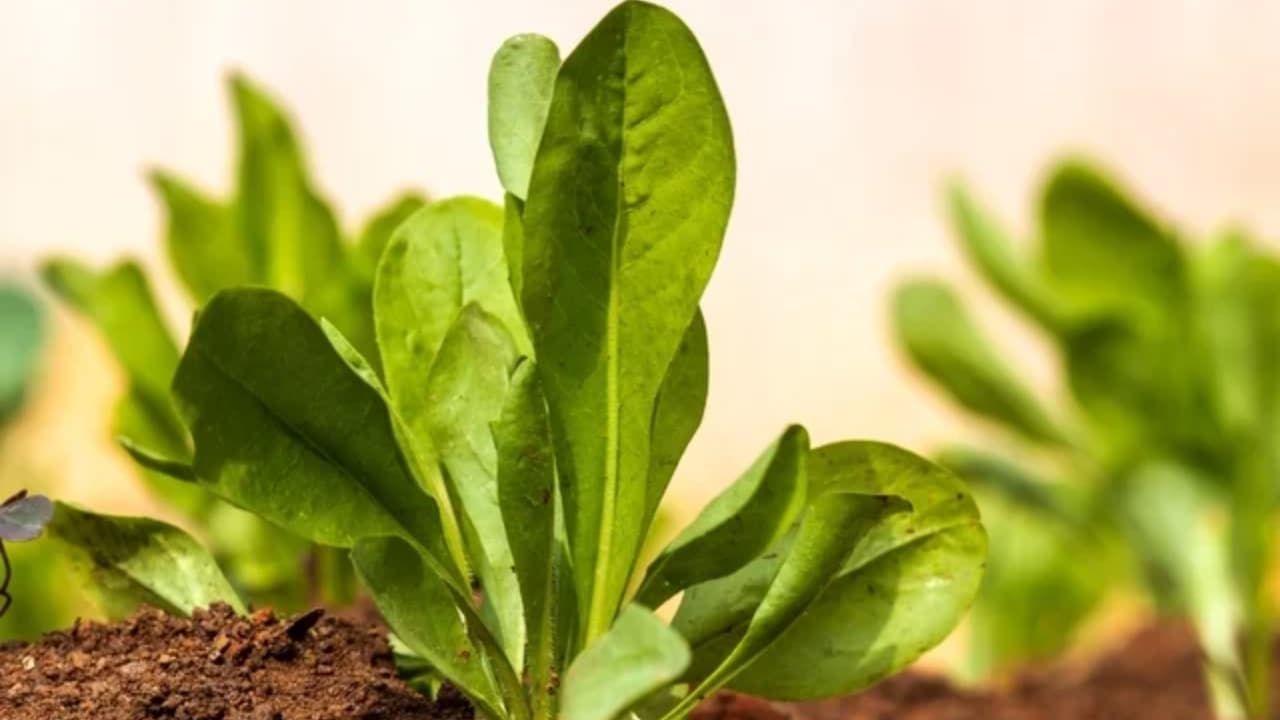 como plantar almeirão