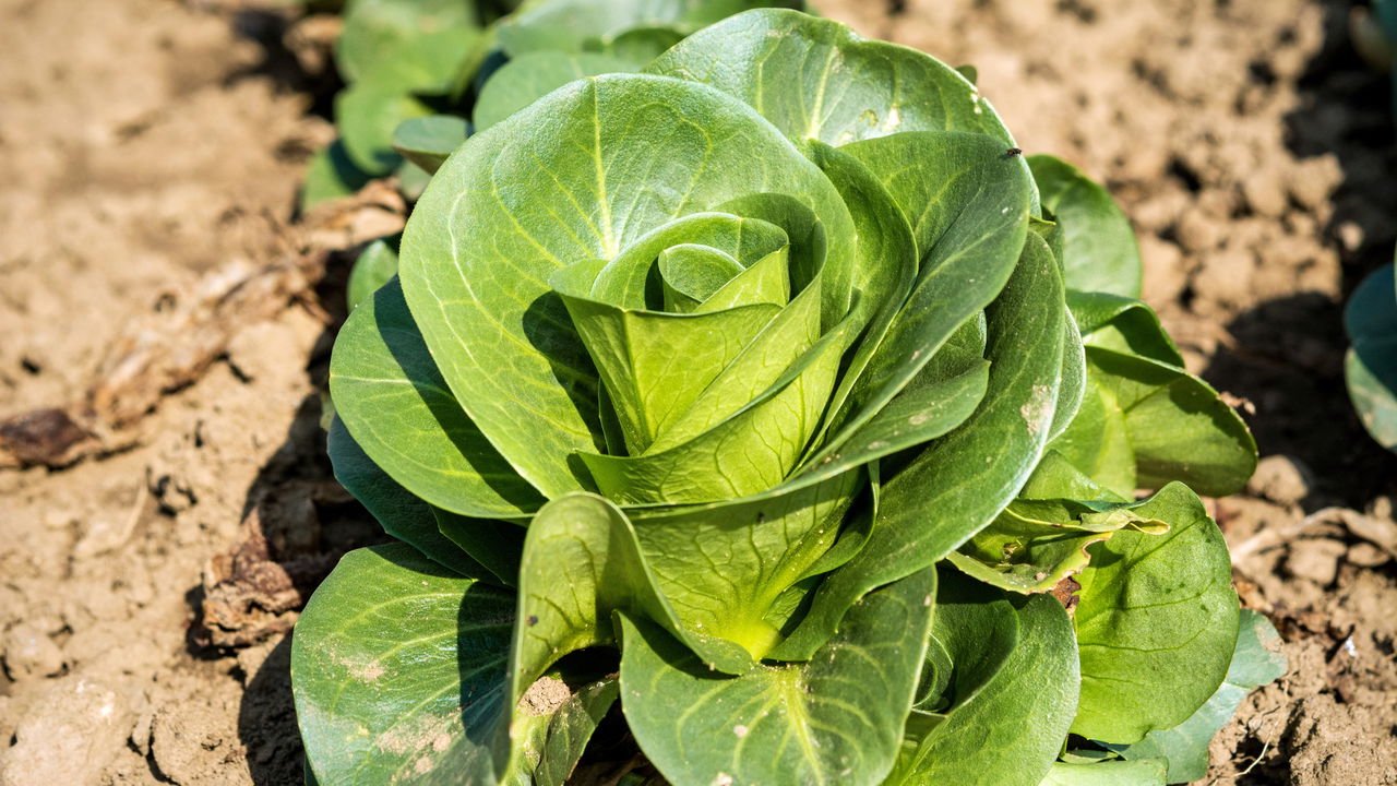 Guia Completo de Adubação Orgânica para Hortaliças