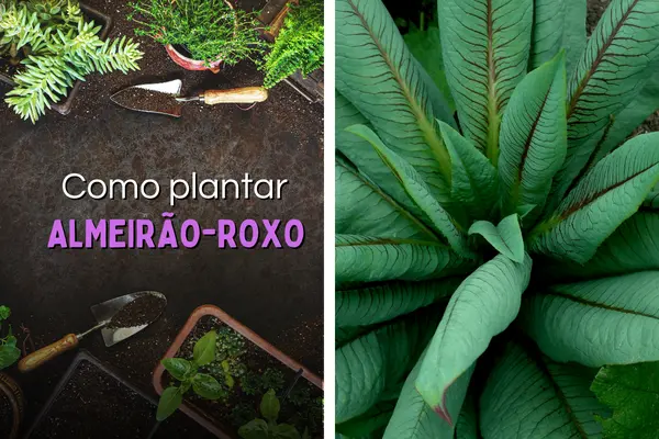 Como Montar uma Horta em Vasos: Dicas Essenciais para Iniciantes